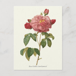  roze roze botanische afdrukken briefkaart