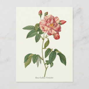  roze roze botanische afdrukken briefkaart