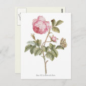  roze roze botanische afdrukken briefkaart (Voorkant / Achterkant)