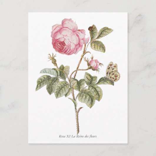  roze roze botanische afdrukken briefkaart (Voorkant)