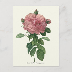  roze roze botanische afdrukken briefkaart