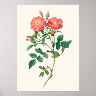 roze roze botanische afdrukken poster