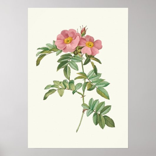  roze roze botanische afdrukken poster (Voorkant)