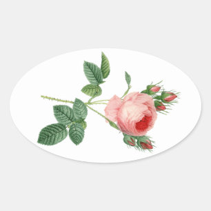 Roze roze botanische illustratie ovale sticker