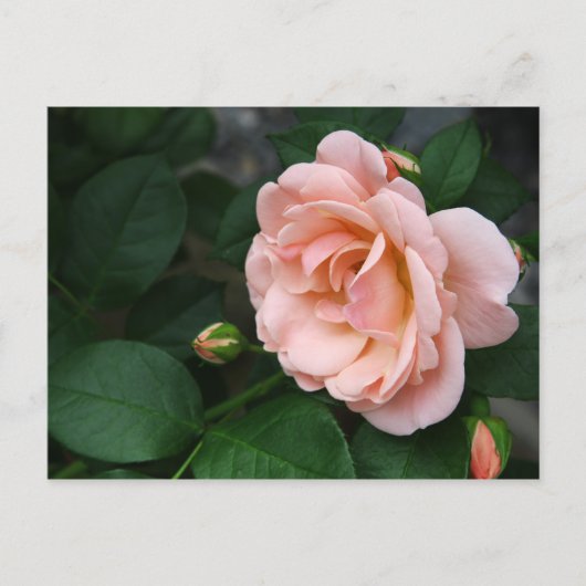 Roze roze Briefkaarten (Voorkant)