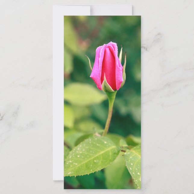 Roze roze buis (Voorkant)