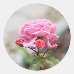 roze roze drie rode knoppen ronde sticker