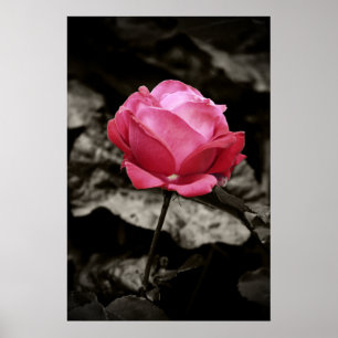 Roze roze druk poster