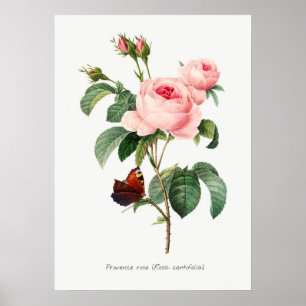 Roze roze en vlinder Botanische illustratie Poster