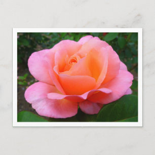 Roze roze (grenspost) briefkaart