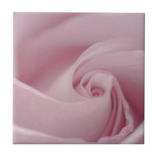 Roze roze Macro Tegeltje (Voorkant)