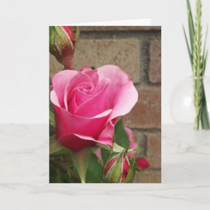Roze roze met briketten kaart