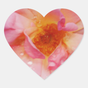 Roze roze met dauwdruppels zwarte achtergrond hart sticker