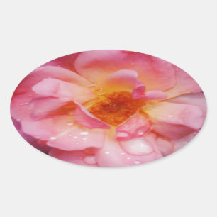 Roze roze met dauwdruppels zwarte achtergrond ovale sticker