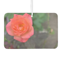 Roze roze Natuur Fotografie Bloem tuintuin