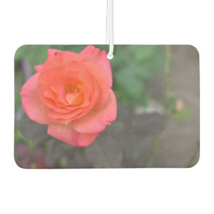 Roze roze Natuur Fotografie Bloem tuintuin Luchtverfrisser