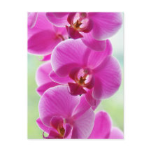 roze roze orchideeën