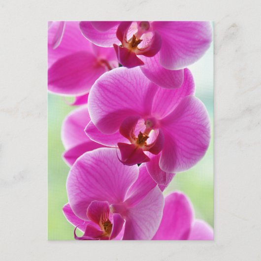 roze roze orchideeën briefkaart (Voorkant)
