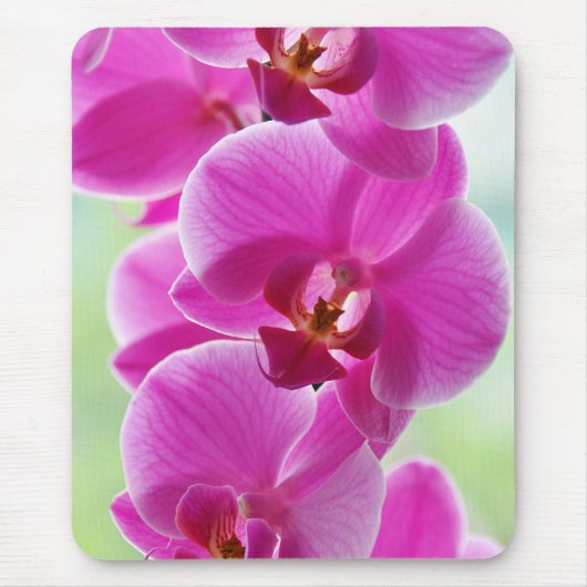roze roze orchideeën muismat (Voorkant)