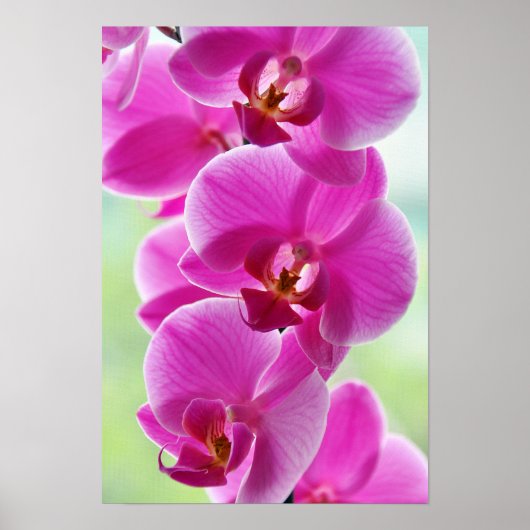 roze roze orchideeën poster (Voorkant)