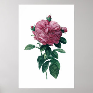 Roze roze poster