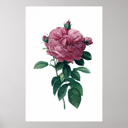 Roze roze poster (Voorkant)