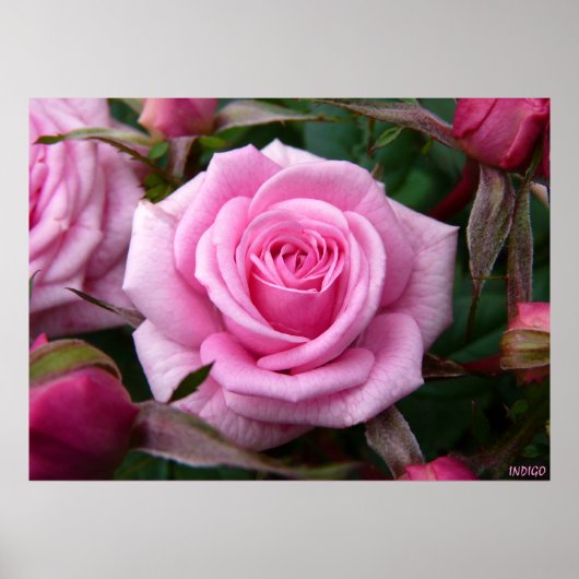 Roze roze Poster Afdrukken Schitterende, langwerpi (Voorkant)
