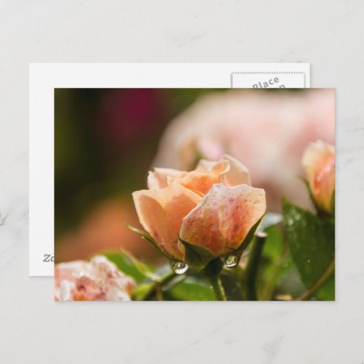 Roze roze postkaart (Voorkant / Achterkant)