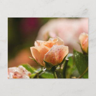 Roze roze postkaart