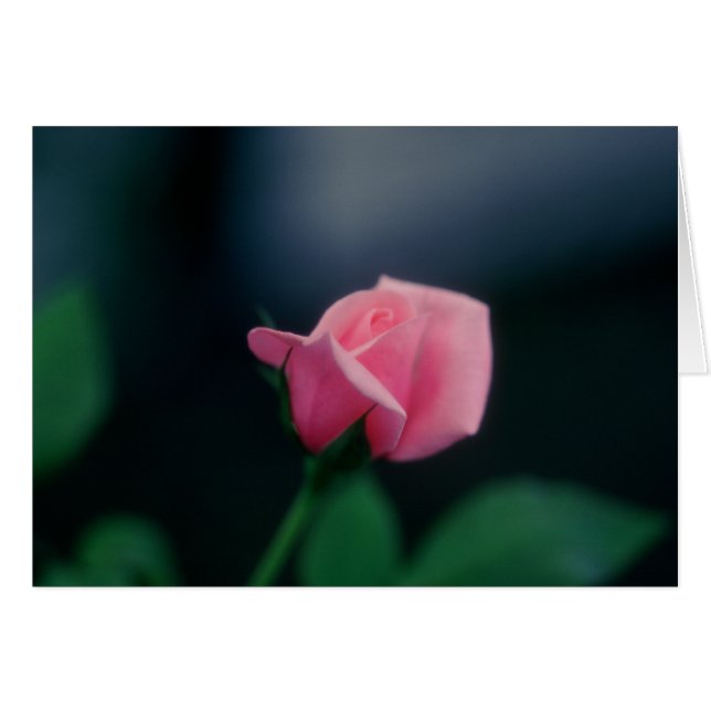 roze roze roos (Voorkant Horizontaal)