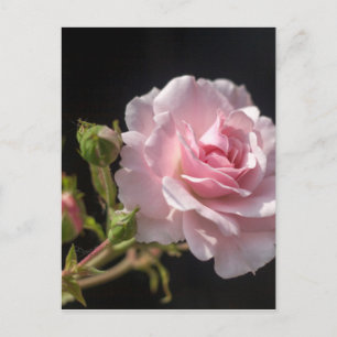 roze roze roos briefkaart