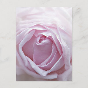 Roze roze roos briefkaart