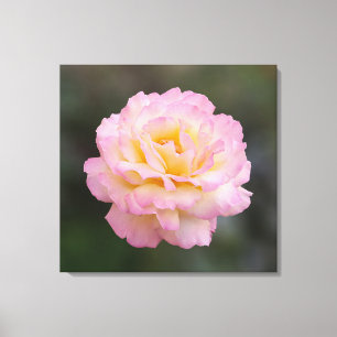 roze roze roos canvas afdruk