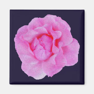 roze roze roos magneet