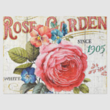  roze roze roos, ongeacht voor welk doel bestemd w