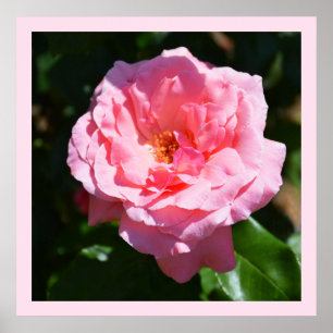 roze roze roos poster