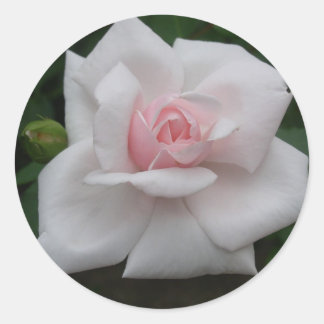 Roze roze roos ronde sticker