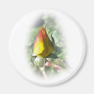 roze roze rosebud magneet