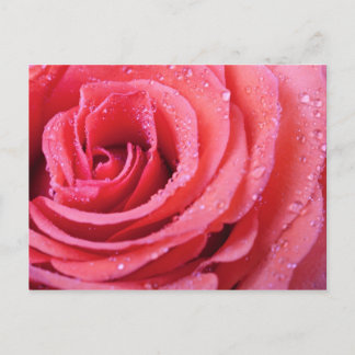 Roze roze roze benzine met waterdruppels. Macro Sh Briefkaart