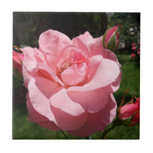 Roze roze roze kleine (4,25 x 4,25 inch) keramisch tegeltje