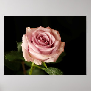 roze roze roze roos poster