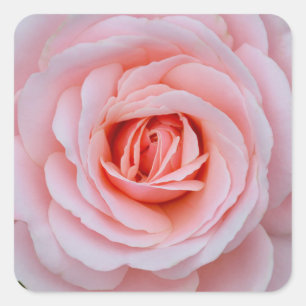 Roze roze roze roze roos vierkante sticker