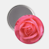 Roze roze roze roze roze roze roze rots geeft keep magneet (Voorkant / Achterkant)