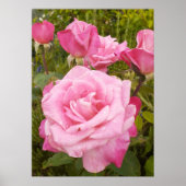 Roze Roze Rozen Bloemen Tuin Poster (Voorkant)