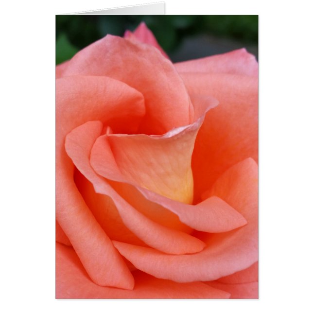 roze roze rozenbladen (Voorkant)