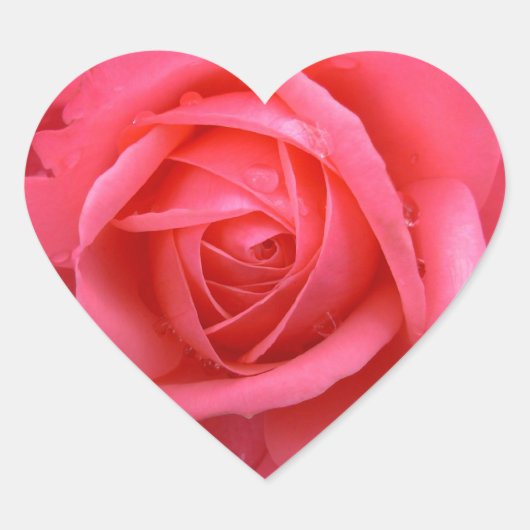 Roze roze Stickers Roze roze roze rots keepslag (Voorkant)