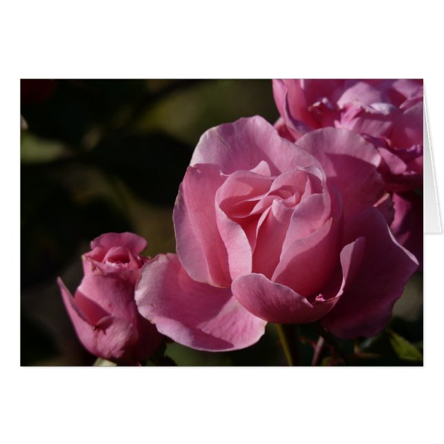 roze rozen (Voorkant Horizontaal)
