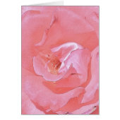 Roze rozen (Voorkant)