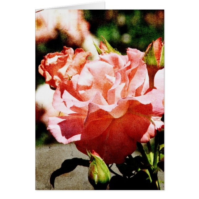 Roze rozen (Voorkant)