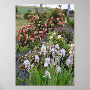 Roze rozen bloemen Natuur Cottage Garden Poster